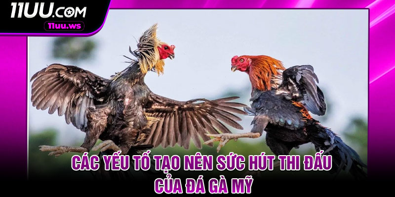 Các yếu tố tạo nên sức hút thi đấu của đá gà mỹ