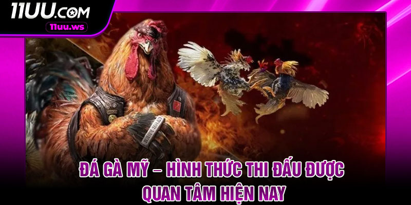 Da Ga My – Hinh Thuc Thi Dau Duoc Quan Tam Hien Nay
