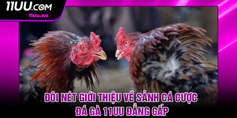 Đôi nét giới thiệu về sảnh cá cược đá gà 11UU đẳng cấp