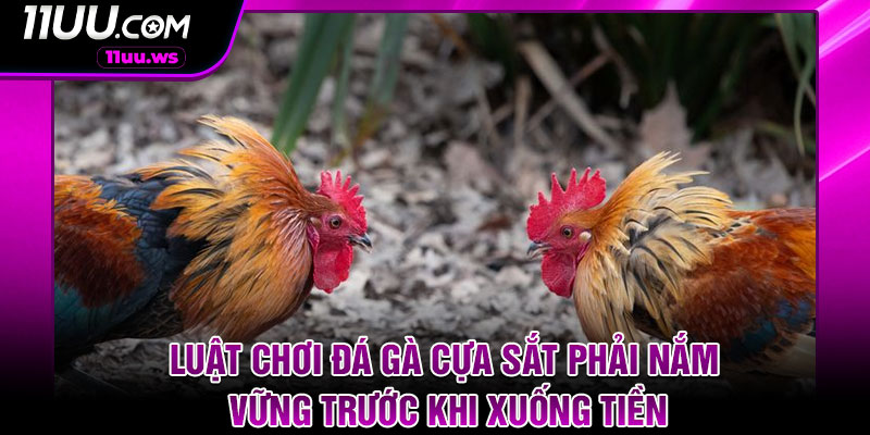 Luật chơi đá gà cựa sắt phải nắm vững trước khi xuống tiền