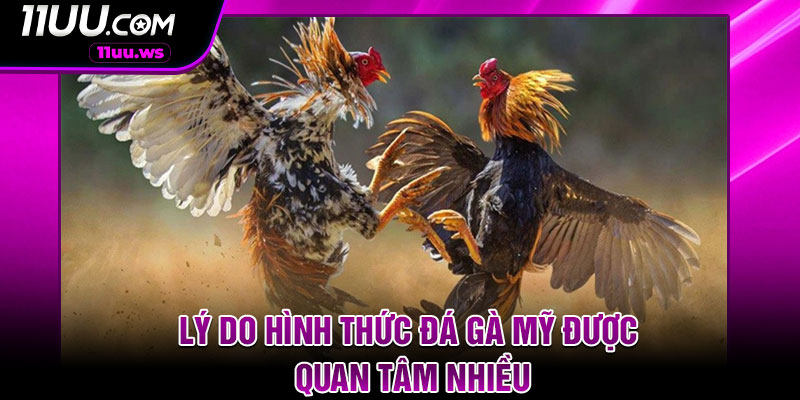 Lý do hình thức đá gà mỹ được quan tâm nhiều
