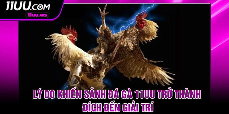 Lý do khiến sảnh đá gà 11UU trở thành đích đến giải trí