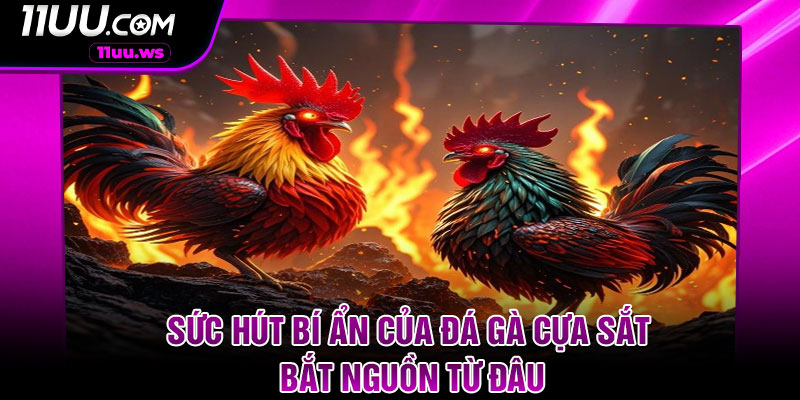 Sức hút bí ẩn của đá gà cựa sắt bắt nguồn từ đâu