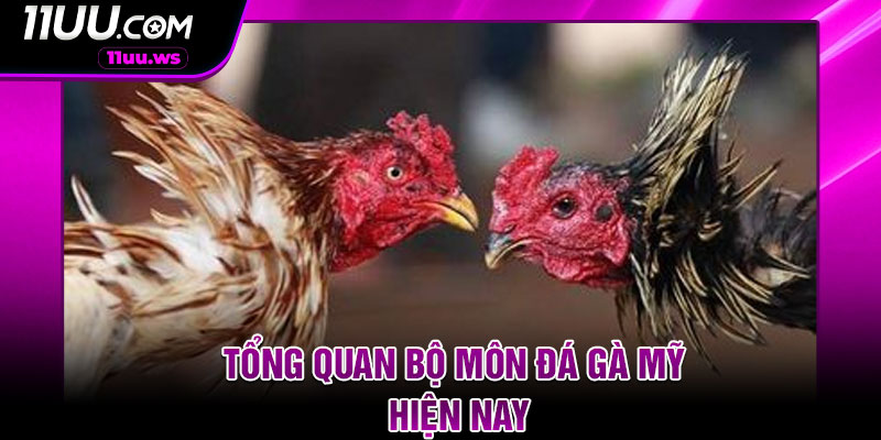 Tổng quan bộ môn đá gà mỹ hiện nay
